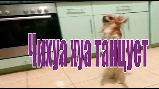 Чихуахуа танцует. Собака танцует. Chihuahua dancing.