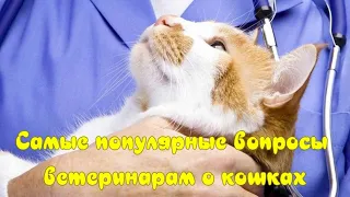 Самые популярные вопросы ветеринарам о кошках Questions to veterinarians about cats