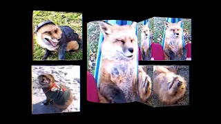 SaveAfox // Finnegan Fox Edit (aka my worst and also most popular video)