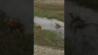 Two Geese Protect Chicks From Hungry Fox - 994829