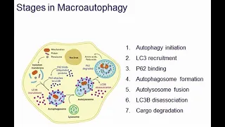 Molecular Probes Educational Webinar: Basic techniques in autophagy research