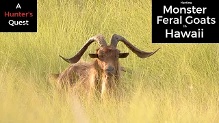 A Hawaiian Hunting Adventure - Feral Goats On the Big Island