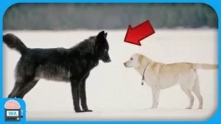 This happens when a wild wolf meets a dog