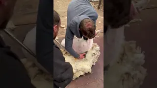 Shearing school instructing a 1st time shearer