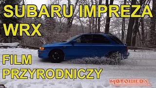 Subaru Impreza WRX: film przyrodniczy - MotoBieda