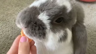 Short little video of Franklin eating an orange!