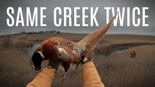 Hunting the Same Creek Twice - Iowa Pheasant Hunting