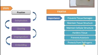 Histological Tissue Processing