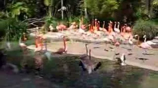 Flamingos I - San Diego Zoo