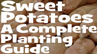 Planting Sweet Potatoes