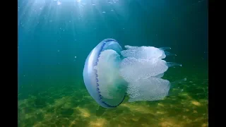 Медуза в Азовском море.