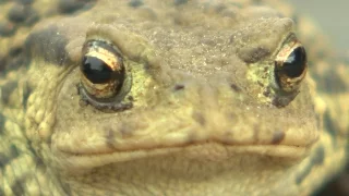 Think you know what a toad sounds like?