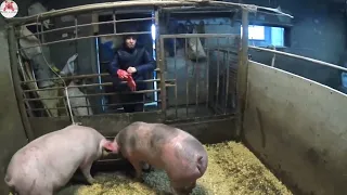 363🐖Поговорим о свиньях🐖