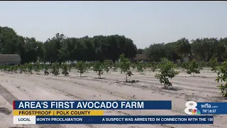 Polk County farmer plants Central Florida's first avocado farm