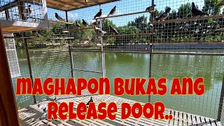 Pigeon training | Binulsan ko na ng release door, bahala na sila lumabas