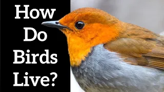 How Do Birds Live? - The Many Lifestyles of Birds