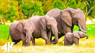 4K - The unique wildlife of the Okavango Delta region