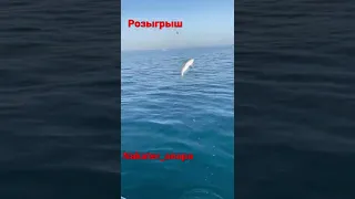 ‼️‼️‼️Рыбалка Анапа море   Подпишись и следи за новостями . Разыгрываться будет прогулка и рыбалка