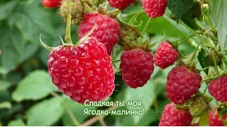 "Let's go to the garden to pick  raspberries " (russian Baby Song)