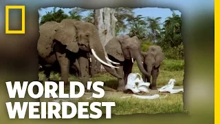 Elephants in Mourning | World's Weirdest