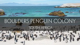 Boulders Penguin Colony, Cape Town, South Africa