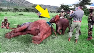 Baby Elephant Refused To Leave His Injured Friend's Side — No Matter What!