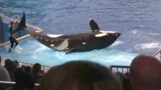 Terrifying moment: Orca knocked his trainer out of the water