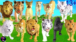 Big Cat Week - Zoo Animals - Bengal Tiger, Lion Jaguar Cougar Cheetah White Lion, White Tiger 13+