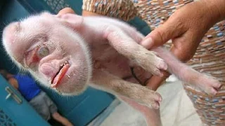 Bizarre Monkey Pig Hybrid Born In Cuba