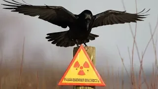 Югорские ликвидаторы Чернобыльской катастрофы рассказали о влиянии радиации