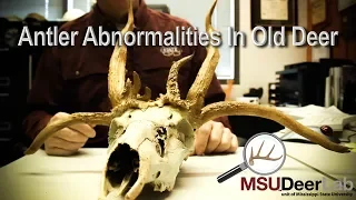 Antler Abnormalities In Old Deer