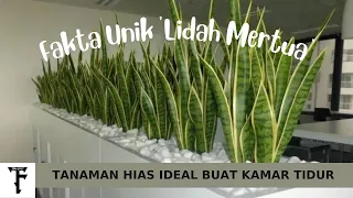 Fakta UNIK 'Lidah Mertua', Tanaman Hias Ideal Yang Cocok Ditempatkan Di Kamar Tidur