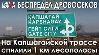 БЕСПРЕДЕЛ дровосеков: На Капшагайской трассе спилили 1 км лесополосы – ГИПЕРБОРЕЙ. Спецвыпуск