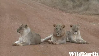 WildEarth - Sunset Safari -28 June 2023