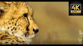 Animals & Nature in Africa 4K