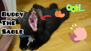 Домашний соболь Бадди ищет ягодку| Buddy the sable is looking for the berry