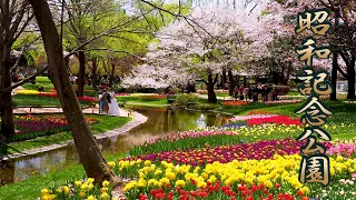 【Cherry blossoms】TOKYO. Showa Kinen Park 2019 #4K #昭和記念公園