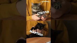 Отзыв Дарьи о натуральном питании для кошек SUPERPET