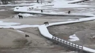 Scary, Large Pack Of Wolves At Yellowstone National Park, Old Faithful