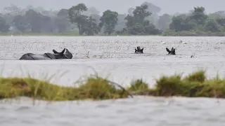 Interesting Facts About Kaziranga National Park—['गैंडे की भूमि' परिवेश तथा जीव-जंतु]—Hindi  EP#1