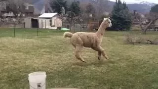 Bouncy run