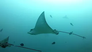 Дайвинг на Маафуши. Дайвинг на Мальдивах. MAAFUSHI DIVING. Maldives .