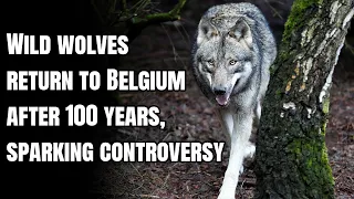 Wild wolves return to Belgium after 100 years, sparking controversy  - ASH24 English News