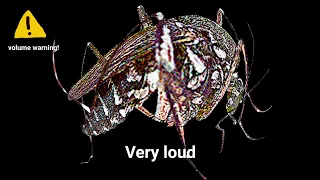 Mosquito Buzzing Sound Variations in 60 seconds