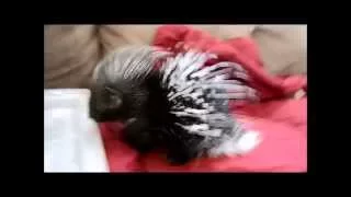 Baby porcupine enjoys being petted