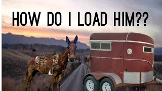 How do you load a HORSE in a trailer??