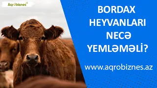 Bordax heyvanları necə yemləməli?