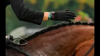 The 'Must Know' Basics of Petting Your Horse