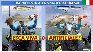 Traina lenta alla spigola dal kayak: esca viva o artificiale?