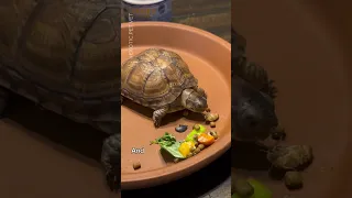 How To Meal Prep For Your Box Turtle - Proper Diet From A Vet